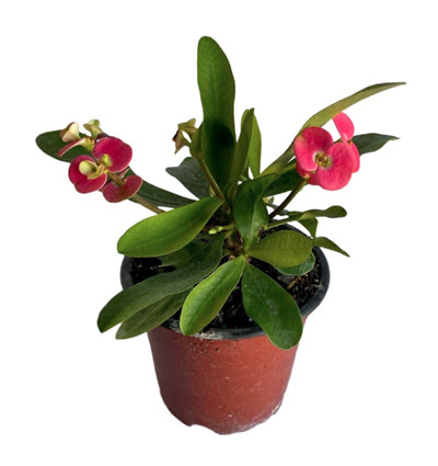 Crown of Thorns Assortment